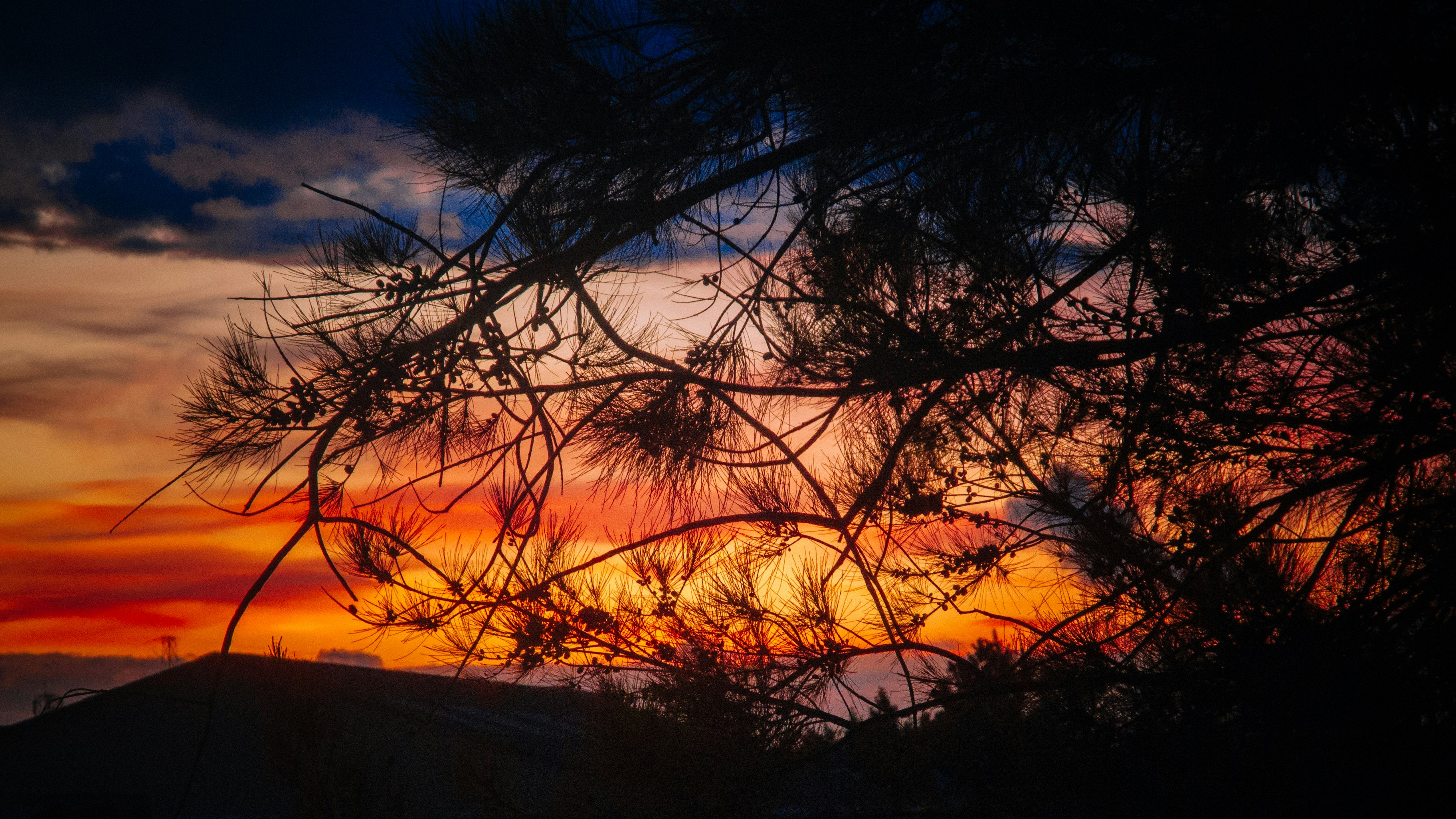 silhouette of tree during golden hour